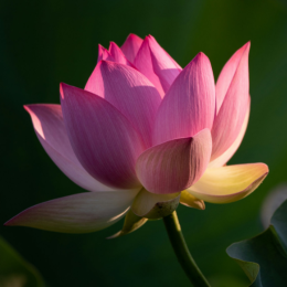 lotus-square